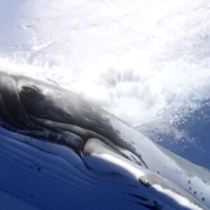 海洋上最空灵的交响乐！你听过座头鲸的歌声吗？
